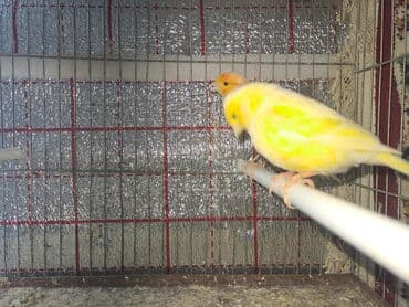 tuk tuk mmc: Hazir cut bulbuller erkey 1yas maya 10ayliq.erkey qirmizi maya ag — 2