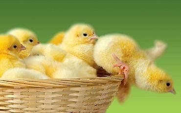 Əməkdaş axtarışı (vakansiyalar): Quşçuluq sexinə AİLƏ işçi tələb olunur. Evlə təmin olunur. Yalnız — 1