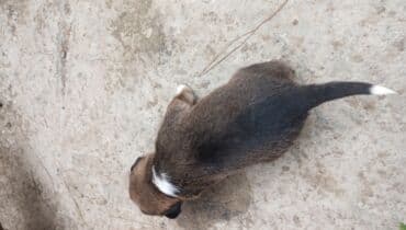 1 ay, Erkek, Ünvandan götürmə