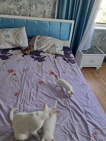 Кошки: Самка, В добрые руки, Самовывоз — 4