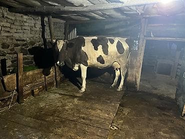 inəylər: Super ana bala inek satilir. Yaninda ivanofka disi danasi var. Hal — 2
