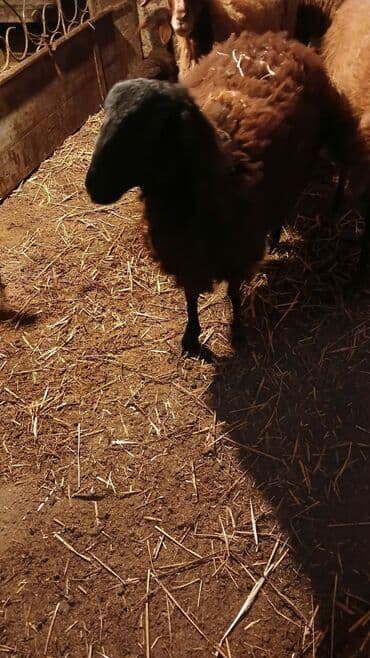 Muncuqlar: Qoç 750 qara ağ iksi 700 təpər 300
 - — 2