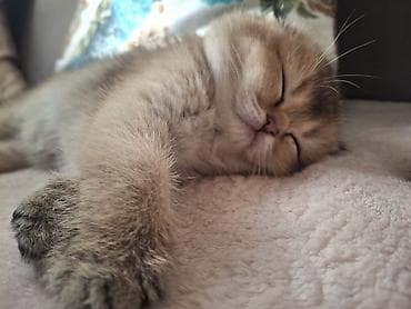 Şotland, Erkək, Yaxşı əllərə, Ünvandan götürmə lalafo.az -da Şotland, Erkək, Yaxşı əllərə, Ünvandan götürmə