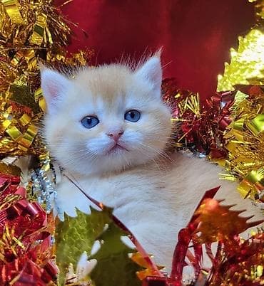 pişik pers: Золотая шиншилла — 5