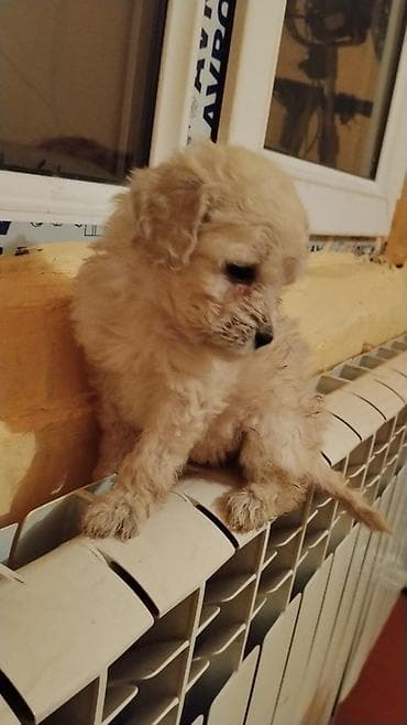 at heyvan: Pudel balaları satılır. 45 günlük Saf qan orta ölçülü balalar Krem — 3