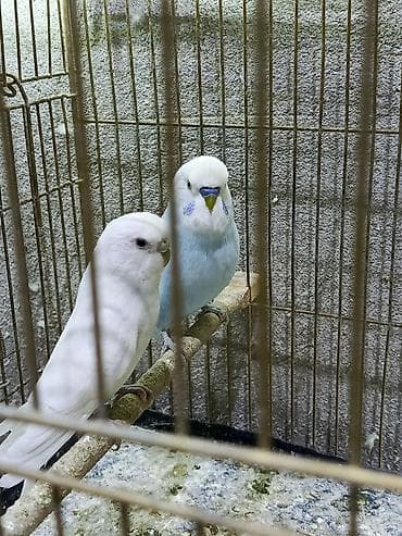 danışan tutuquşu satışı: Cüt volnisti dişi qara göz albinosdu erkey spengel çox qəşəng rəngdə — 5