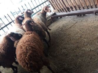 Коровы, быки: Elan başlığı: 7 boğaz qoyun satılır Təsvir: - 7 ədəd boğaz (hamilə) — 11