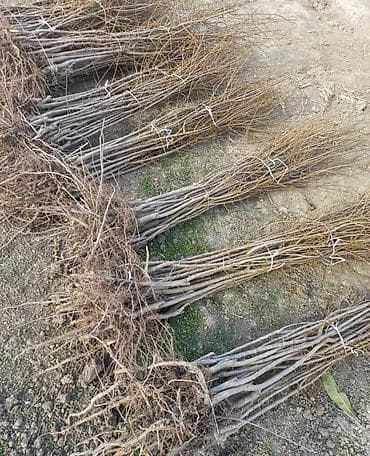 Goyce agaci. 2 illik. Fidan dəstləri – meyvə/ağac tingləri • Açıq