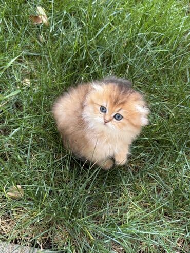 pişiklərin qiyməti: Qızıl şinşilla, Dişi — 8