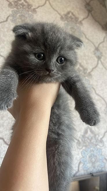 pisik sekileri: Şotland — 10