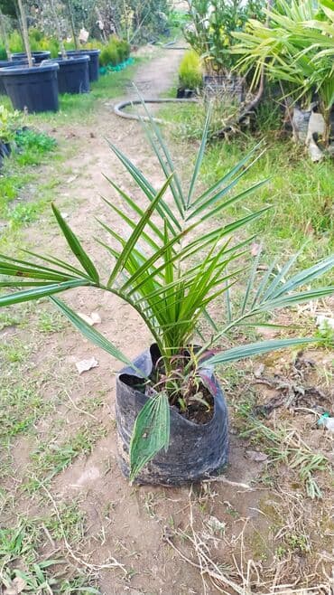 pip agaci: Finik palma hər qiymətə olanı var sifariş üçün əlaqə saxlaya bilərsiz — 1