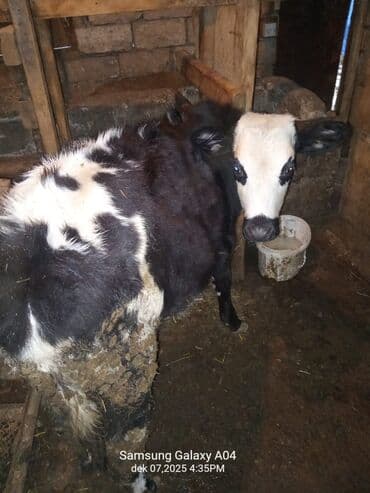 camış balası: Satılır: qara-ağ rəngli dana - Növ: mal-qara (dana) - Rəng: qara-ağ — 4