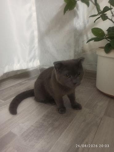 cin bildircin: Pişik satılır . Cinsidir . Dışıdır.Qum qabida var . Duşa öyrədilib — 2