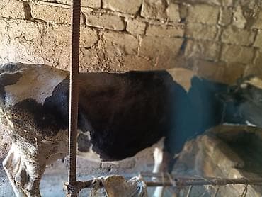 saanen kecilerinin satisi: Dişi, Holsteyn, il: 5, 300 kq, Südlük, Ünvandan götürmə — 2