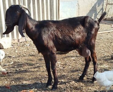 Toyuqlar: Hələb cinsi - Cins: Hələb (uzun sallaq qulaqlar, qövsvari buynuzlar) — 1