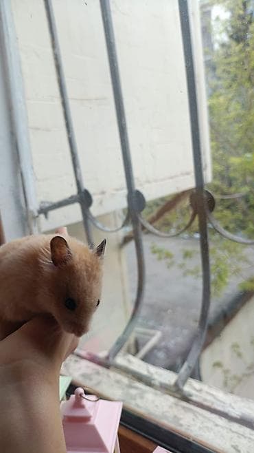 etibarli ellere it: Xamyak,Uşaqları telefondan ayırıb canlılara qarşı məhəbbət — 5