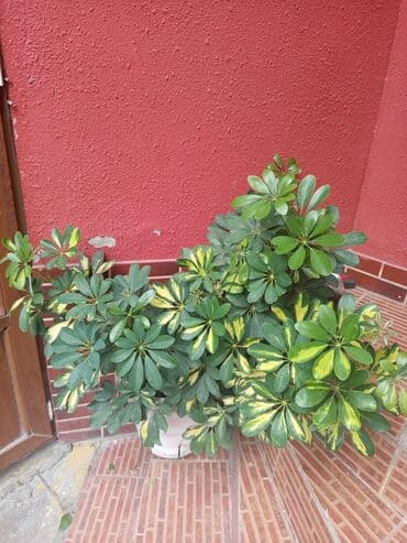 куплю комнатные растения: Şefler ve her cür ev güllərin satışı mövcudu isdediyiniz gülün — 9