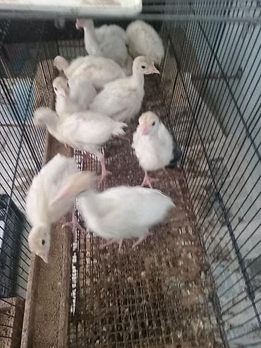 bulbul quşu: Şəkildə hinduşkanın balalarıdır. Ağ Kanada sortudur. 5 günlük-7 azn — 5