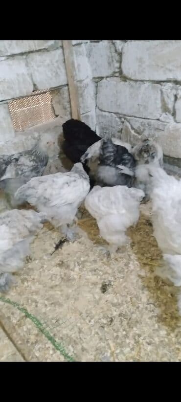 tutuquşu qiymeti: Toyuq cücələri, Damazlıq — 4