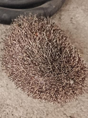 yardimli sekilleri: Kirpi – təbii zərərverici ovçusu Məhsul təsviri: - Gecə aktiv olan — 2