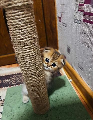 arpa bugda satisi: Şinşilla, Erkək, Dişi — 9