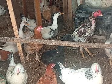 Heyvanlar: Salam Hövsan kənddə 118 nömrəli məktəbin yanında gelib heyvanlara — 4