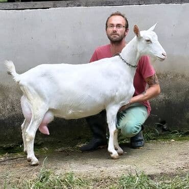 Quzu: Südçülük yönümlü ağ keçi (sağmal) Xüsusiyyətlər: - Ağ, qısa tüklü — 4