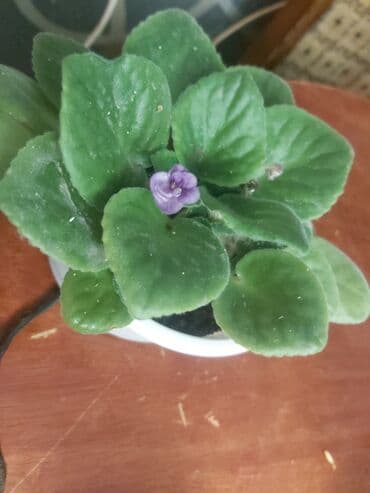 orkide gulu qiymeti: 40 ədəd bənövşə şəkildə olduğu kimi satılır — 5