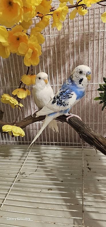 fiser papuqay: Cüt papuqay satılır erkek dişi qəşəng rəngləri var cütü 30 m endirim — 7