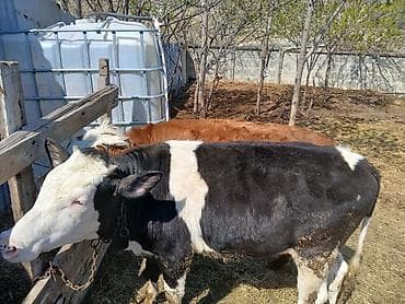 balaca ev itləri: Məhsul: 2 baş Disi dana satilir - Növ: iri buynuzlu heyvan — 3
