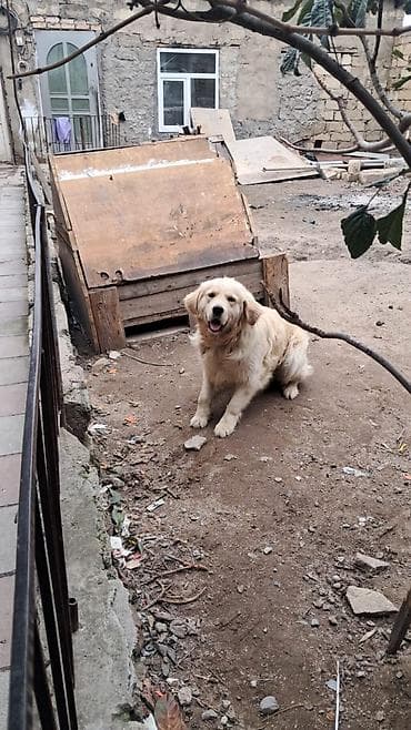 heyvan sahiblənmək: Retriever, Erkek — 3