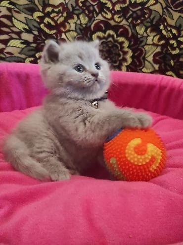 pişik üçün yataq: Britan, Ödənişli çatdırılma — 2