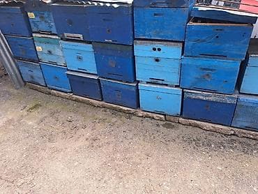 bakıda cücə satışı: Arıçılıq üçün taxta arılar evləri (künclü-çərçivəli tip). Mavi rəngdə — 1