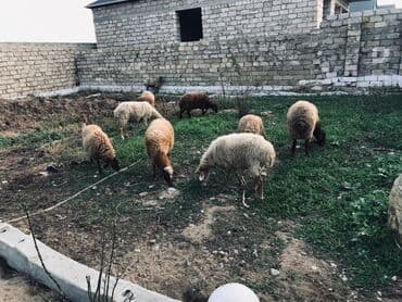 sort keciler: Erkək, il: 1, 70 kq, Ətlik, Ünvandan götürmə — 3