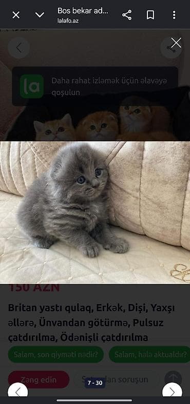 heyvan rezini: Ev pişiyi balaları – müxtəlif rəng və görünüşlər - Növ: ev pişiyi — 6