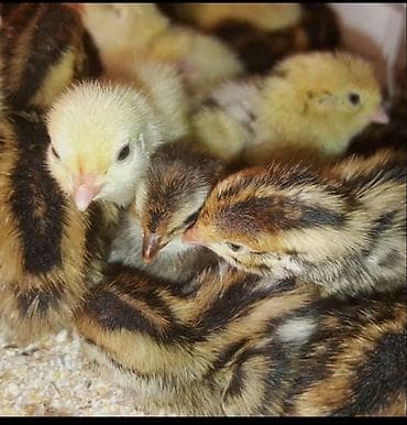 cuce gence: Məhsul: Bildirçin və bildirçin balaları Təsvir: - Ətlik və yumurtalıq — 2