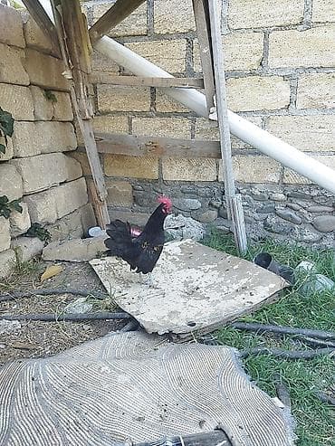 Cır yaponka çox aktivdir şekilde iri duşub cavandı