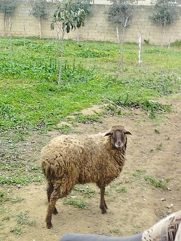 Yemlər: Salam Allah hamının malına bərəkət versün! Şəkildə gördüyünüz quzular — 4