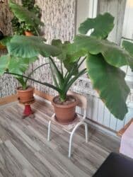 zire bitkisi: Geniş və parlaq yaşıl yarpaqları olan bu bitki, interyerə təbiilik və — 2