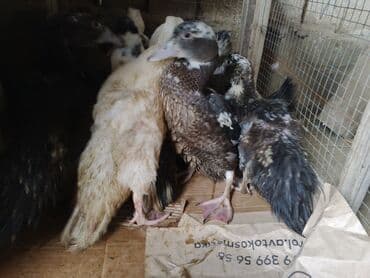 Сельхоз птицы: Lal ordekler satilir — 2