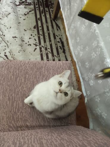 pişik daşıma qabı: 50 ile 250 arasi cins saf qan pisiklerimiz var( Silver sinsila temiz — 7