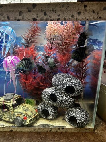 Heyvanlar üçün mallar: Dördbucaq akvarium, Balıqlarla birlikdə, 25 l — 4