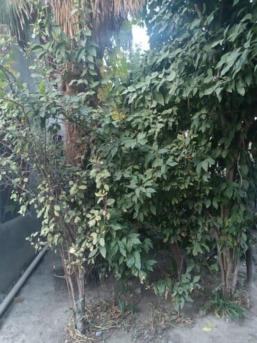 мадейра мебель: Новый, Диван, 2 кресла — 43