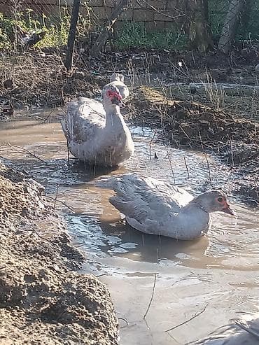 Balıqlar: Dişi, | Lal ördək, Ətlik, Ödənişli çatdırılma — 4