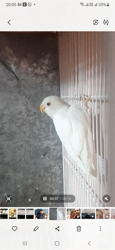 Akvariumlar: Ağ fişer 6 aylıq erkəkdə var dişidə qiymət 1 nə aitdir. Təsvir: - — 1