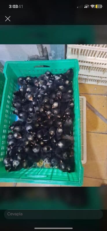 Xarkov satiwi davam edir