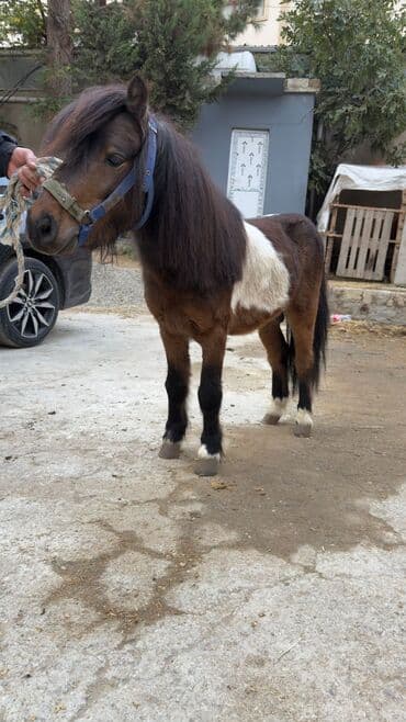 dovşan şəkilləri çəkmək: Miniatür poni – rəngli (qara-ağ və qəhvəyi-ağ), qalın yal və quyruqlu — 1