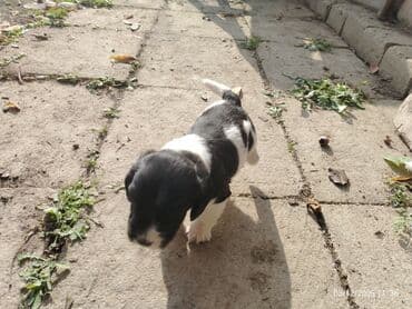 Аквариумы: Самка, Самовывоз — 8