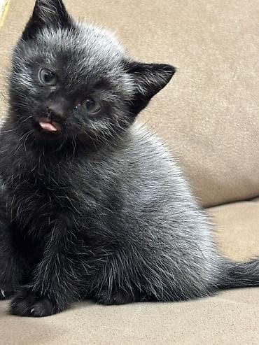 pişik üçün tualet: Britan — 8