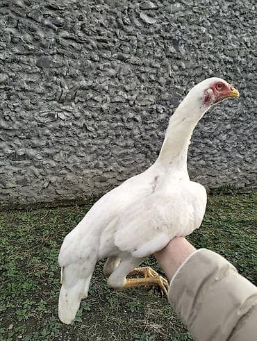 Atlar: Toyuq cücələri, Damazlıq — 6